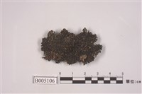 藏品(梅衣屬)的圖片